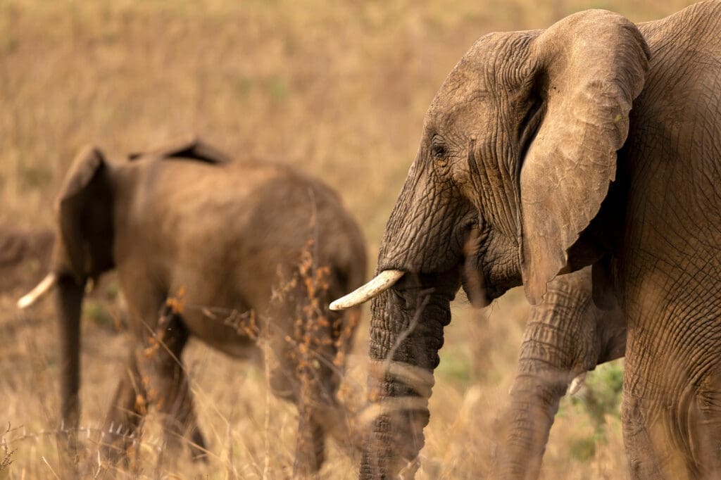 In search of wildlife in Kenya: animals in the spotlight!