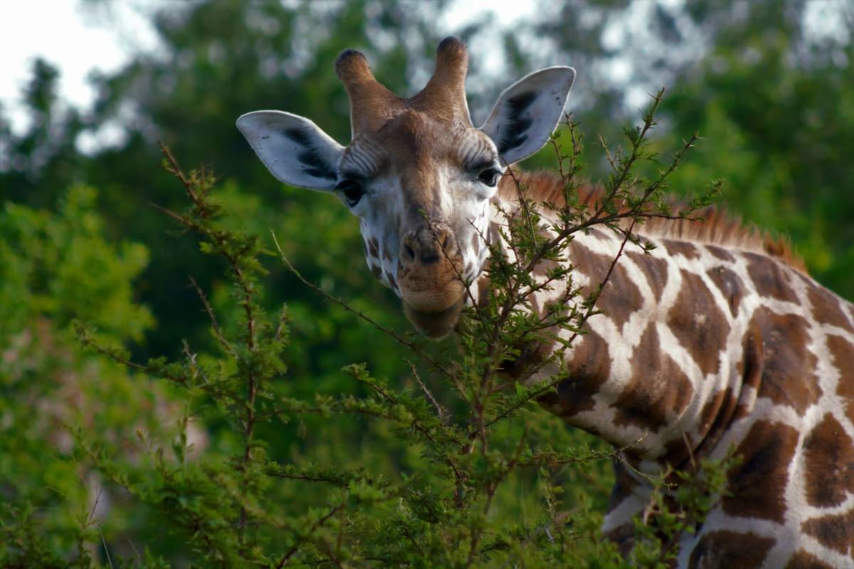 Afrika: Alles über Natur und Tiere