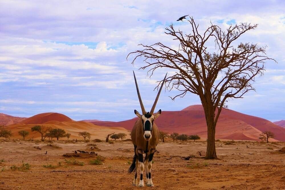 Antelope