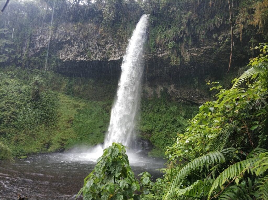 Kenia's diverse jungles: beton, regenwoud & savanne!