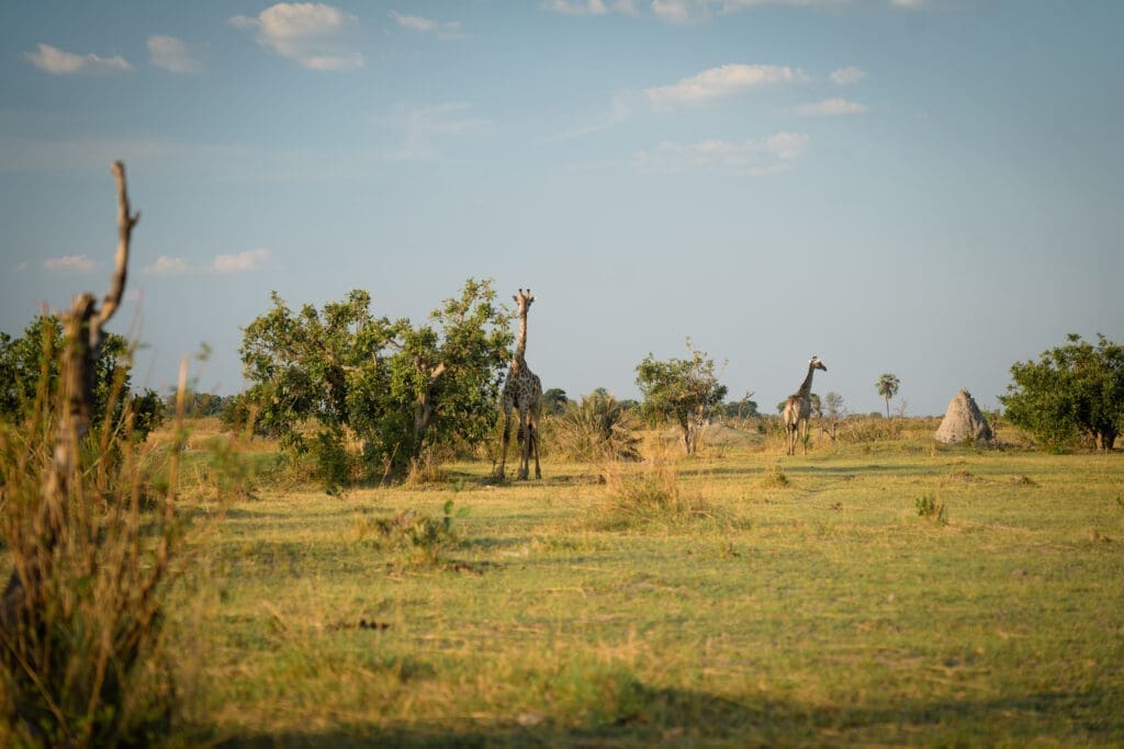 Botswana vanaf Jo'burg roadtrippen, wildkamperen en wildlife spotten!