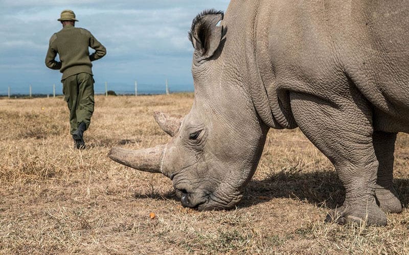 Anti-stropen-neushoorn