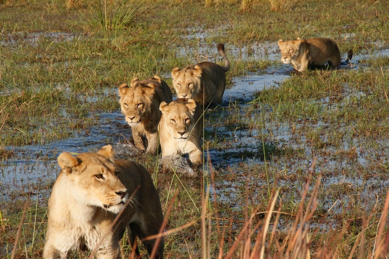 Lion
